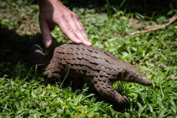 コンゴの中国人従業員 保護動物センザンコウを殺して食べる 撮影動画がtiktokに一時流通 年10月日 エキサイトニュース