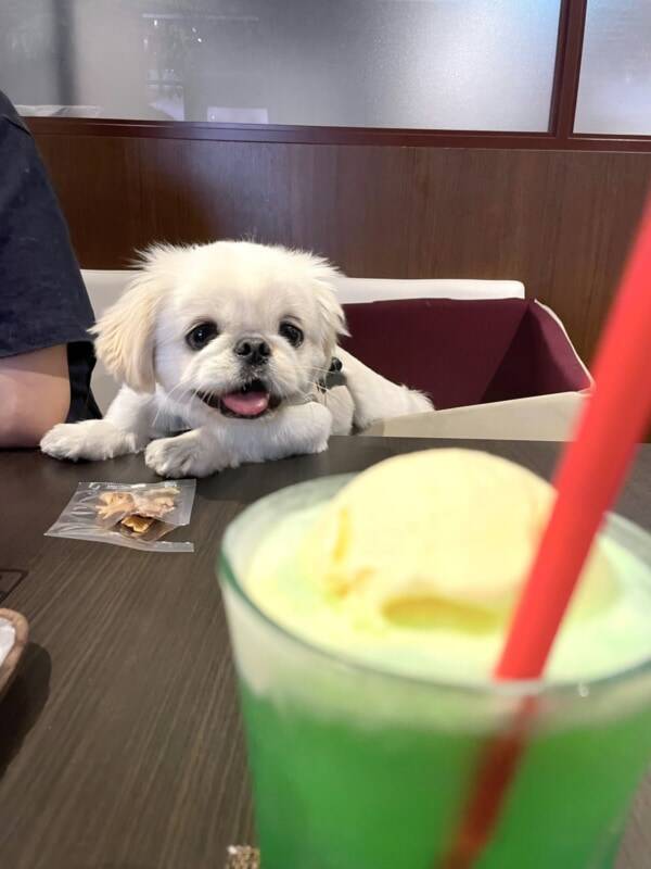 犬あるある 愛犬が見つめる先は その愛らしい表情に癒やされると話題に 22年7月11日 エキサイトニュース