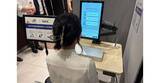 「JR東日本、「AIみどりの窓口」を公開　生成AIは駅員の代わりではなく「支援役」」の画像1