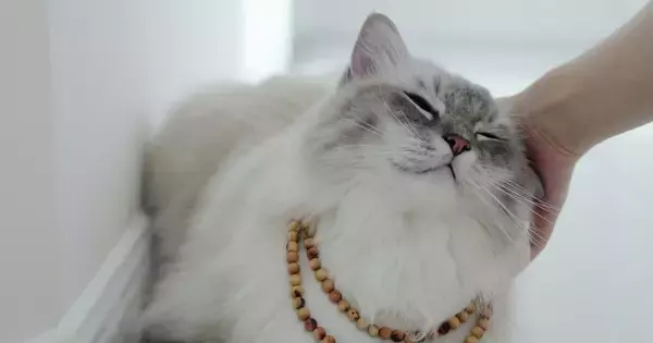 銀座ホステスが見たお金持ち 第57回 資産1億円以上のお金持ちに聞いた、「一般人では到底飼えない」ケタ外れのペット事情