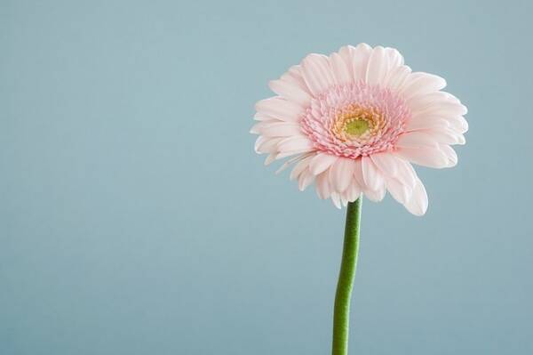 最新待ち受け ピンク ガーベラ 最高の花の画像