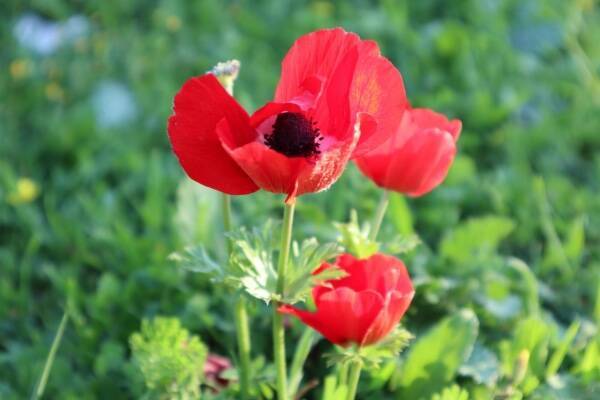 花言葉 愛 にまつわる花 年8月21日 エキサイトニュース