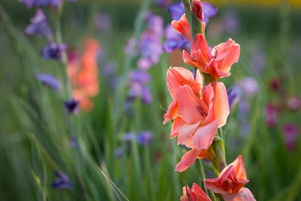 花言葉 愛 にまつわる花 年8月21日 エキサイトニュース 2 6