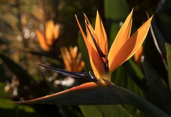 花言葉 希望 にまつわる花 年8月29日 エキサイトニュース 6 6