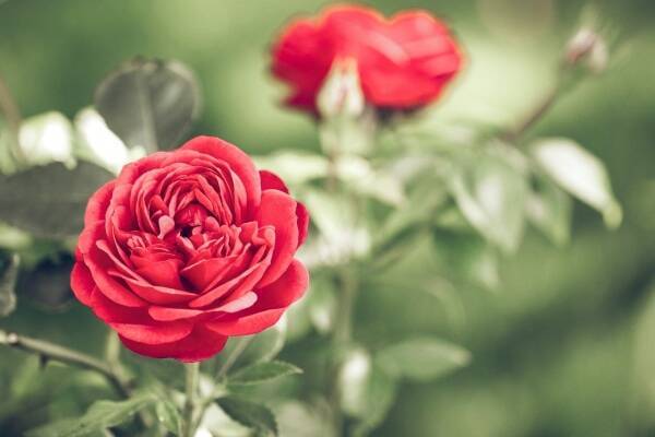 色によっても変わる 薔薇 の花言葉 年8月29日 エキサイトニュース