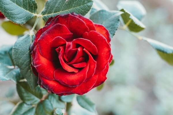 色によっても変わる 薔薇 の花言葉 年8月29日 エキサイトニュース