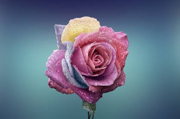 色によっても変わる 薔薇 の花言葉 年8月29日 エキサイトニュース 3 3