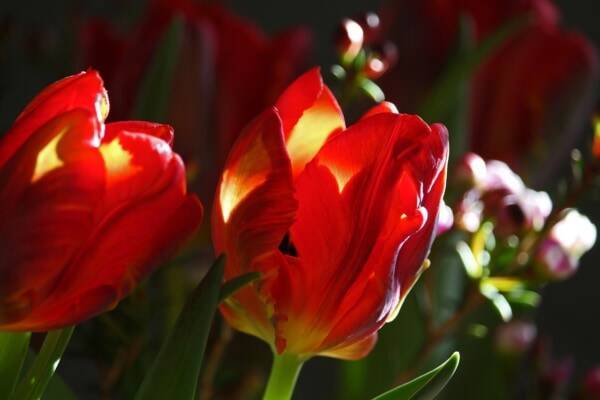 告白する時に 赤いチューリップ を買うべき理由 年9月27日 エキサイトニュース