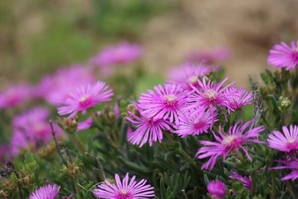 贈ってはいけない 怖い花 選 年10月13日 エキサイトニュース 8 8