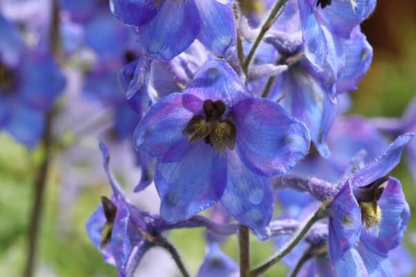 思わず笑顔になれる花選 年10月24日 エキサイトニュース 4 6