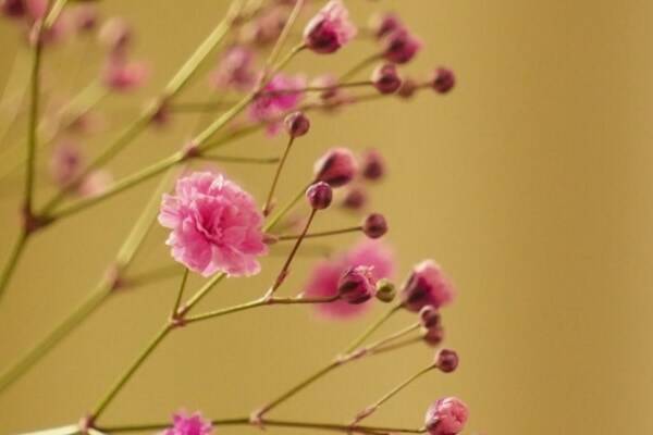 花嫁に 白のカスミソウ が合う理由 年10月31日 エキサイトニュース 3 3