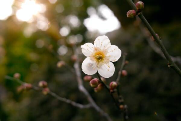 知ってる 庭に 梅 を植えている家庭が多い理由 年12月15日 エキサイトニュース 3 3