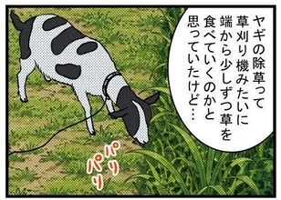 ハードすぎたスローライフ 第395回 【漫画】「草なら何でも食べる」と思っていたヤギ、草刈り機のようにはいかない理由があった