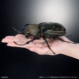 「シリーズ最大、エレファスゾウカブトが登場!「いきもの大図鑑アドバンス カブトムシ04」ガシャポンオンライン限定で発売」の画像1