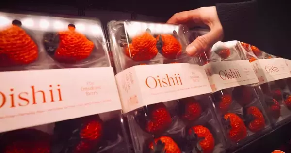 「日本の農業はチャンスしかない」NYで“1パック5500円のイチゴ”を売った起業家の逆転発想