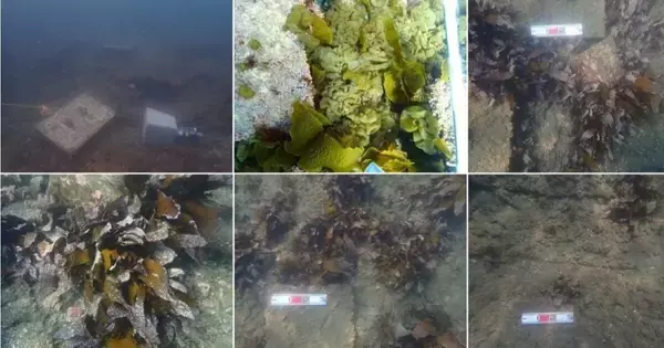 ENEOSリニューアブル・エナジー、セルロース活用の藻場造成で有効性を確認