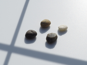 窓辺の小石 第244回 TransistorなBody