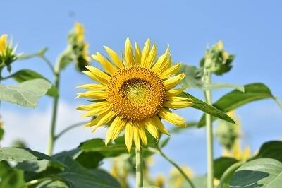 夏に行きたい 成田ゆめ牧場のひまわり畑で ひまわり迷路 開催中 19年8月16日 エキサイトニュース