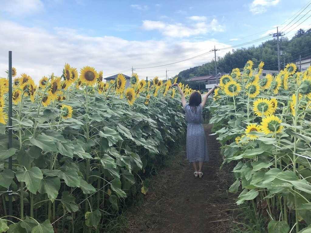 夏に行きたい 成田ゆめ牧場のひまわり畑で ひまわり迷路 開催中 19年8月16日 エキサイトニュース
