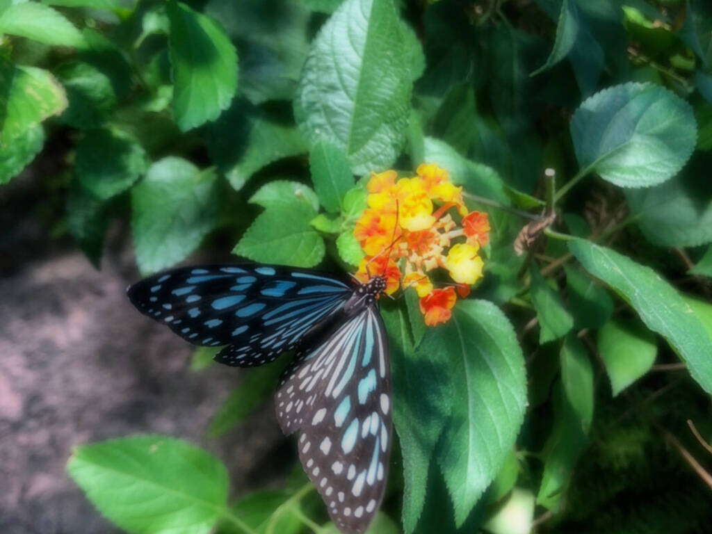 飛び回る蝶の群れにうっとり 多摩動物公園の 昆虫館 がスゴイ デートにも 年2月19日 エキサイトニュース