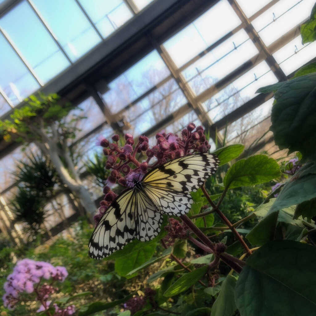 飛び回る蝶の群れにうっとり 多摩動物公園の 昆虫館 がスゴイ デートにも 年2月19日 エキサイトニュース