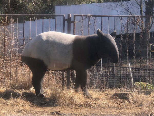 飛び回る蝶の群れにうっとり 多摩動物公園の 昆虫館 がスゴイ デートにも 年2月19日 エキサイトニュース