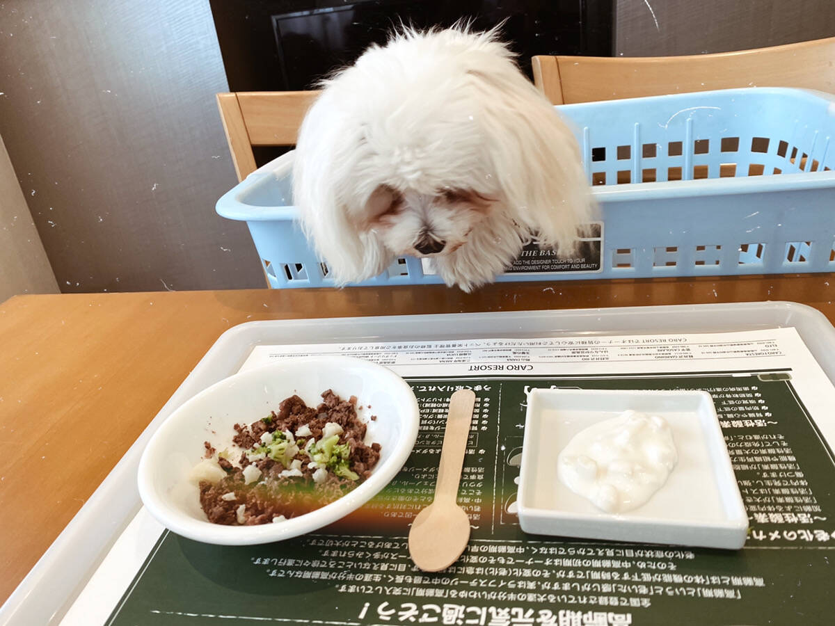 箱根園で愛犬と一緒にインスタ映えする旅をしよう 21年4月12日 エキサイトニュース