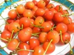 なぜさくらんぼは佐藤錦から世代交代しないのか