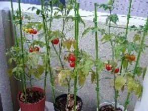 ベランダの家庭菜園、土の処分方法は？