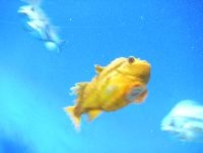 魚にも「人なつこいタイプ」がいる