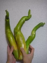 「まこもだけ」を知っていますか