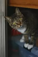「靴下猫」の靴下がみ～んな白い理由