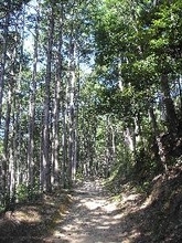 私たちを苦しめる花粉、どこから来てるのですか