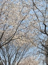 「卒業式」、下級生も出席してましたか？