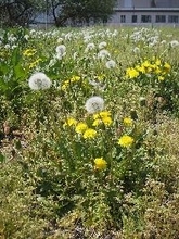 15分強！　全員参加の壮大な『卒業式の歌』って？