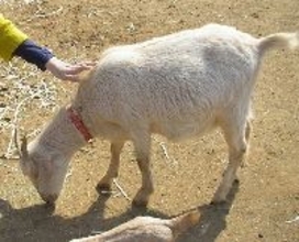 草を食べてるのになぜか臭い草食動物について