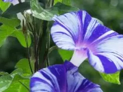 小学1年生がアサガオを育てるのはなぜ？