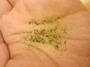 黒コショウはいつから“どメジャー”になったのか