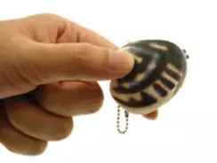 アサリ型の水鉄砲『連続！　潮吹きあさり』