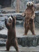 韓国で「熊みたいな人」と言えば？