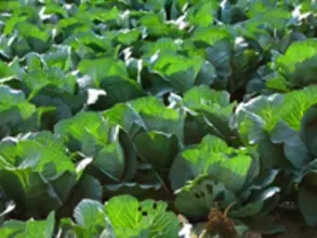 キャベツで酒はつくれるのか!?