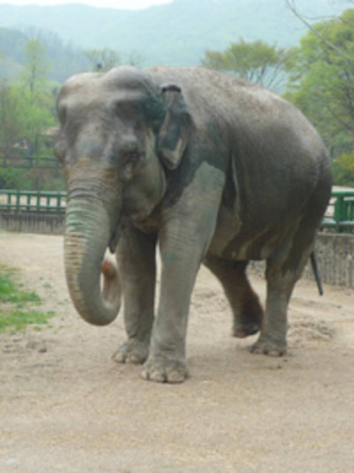 閉園した宝塚の動物園のゾウ 韓国で元気に暮らす エキサイトニュース