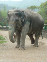 閉園した宝塚の動物園のゾウ、韓国で元気に暮らす