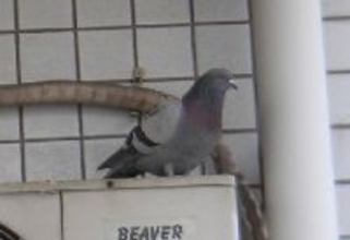 ハトはなぜすぐ逃げないのか