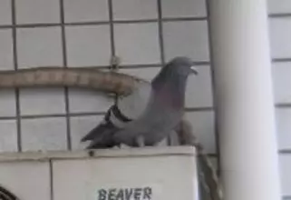 ハトはなぜすぐ逃げないのか