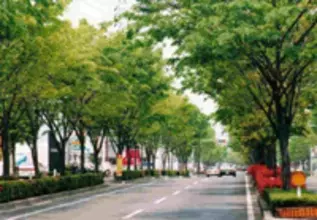 街路樹はなぜ枯れない？