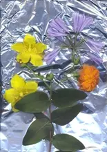 スキャナーで「押し花写真」を撮ってみる