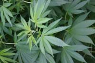 ご自宅に大麻が自生したら