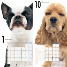 かわいくないのが愛らしい!?　ワンちゃんのカレンダー