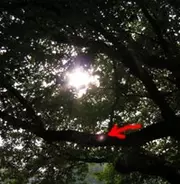 逆光でキレイに写真を撮るには？